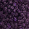 12 x 500 mL blackberry flavour